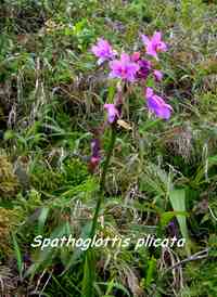 spathoglottis, orchid�e, soufri�re, guadeloupe