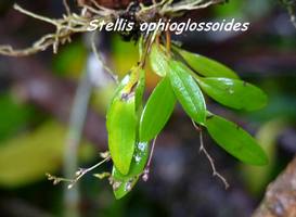 orchid&eacute;e, nez cass&eacute;, basse terre, guadeloupe
