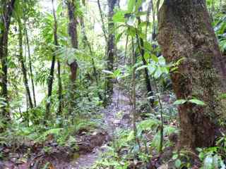 balade rivi&egrave;re grosse corde foret tropicale humide basse terre guadeloupe