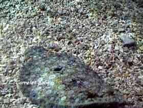 fiche poisson, r&eacute;cif corallien, guadeloupe