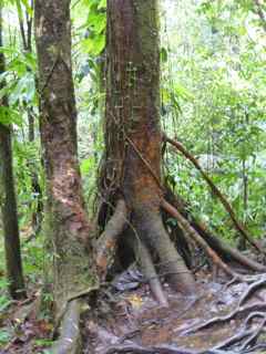 balade rivi&egrave;re grosse corde arbres foret tropicale humide basse terre guadeloupe