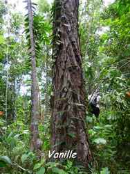 orchid�e, balade, dos d`ane, basse terre, guadeloupe, antilles