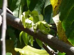 ylang ylang, fleur Habitation Jos�phine